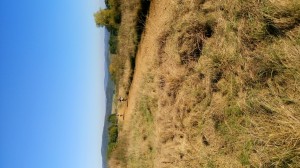 SC-Haiger2016 (91)