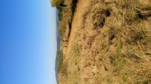 SC-Haiger2016 (96)